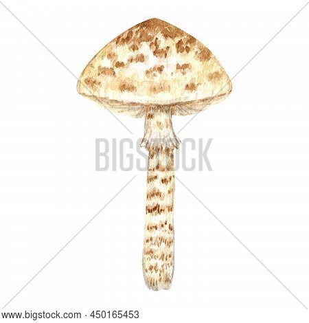 Poisonous Mushrooms Watercolor, Toadstool, Inedible Toxic Mushroom, Fly Agaric, White Toadstool. Iso