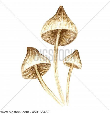 Poisonous Mushrooms Watercolor, Toadstool, Inedible Toxic Mushroom, Fly Agaric, White Toadstool. Iso