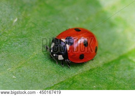 Closeup Of The Red Seven-spot Ladybird , Coccinella Septempunctata , On A Green Leaf