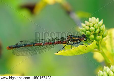 Closeup Of The Large Red Damselfly, Pyrrhosoma Nymphula, Resting On Yellow Colored Leafs Of A Shrub