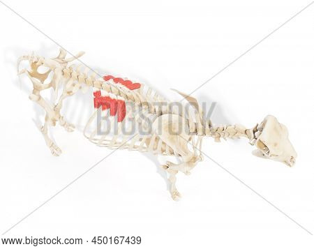 3d rendered anatomy illustration of the cows muscles - the serratus dorsalis