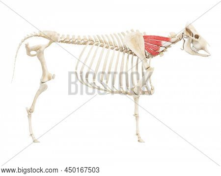 3d rendered anatomy illustration of the cows muscles - the serratus ventralis