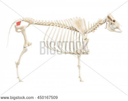 3d rendered anatomy illustration of the cows muscles - the coccygeus