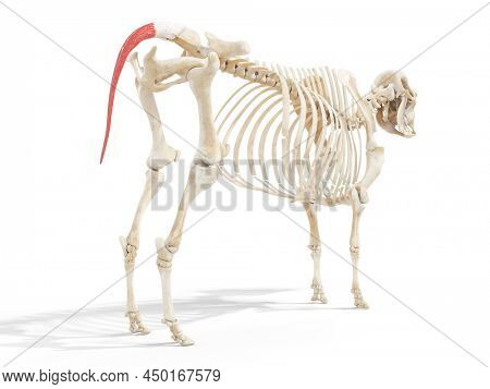 3d rendered anatomy illustration of the cows muscles - the sacrocaudlis dorsalis