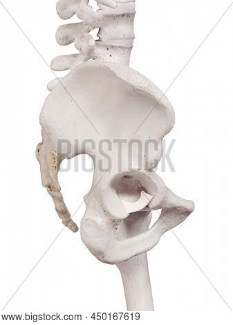 3d rendered medically accurate illustration of the transverse acetabular ligament