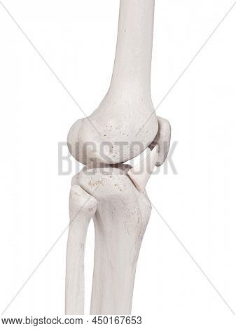 3d rendered medically accurate illustration of the lateral patellar ligament
