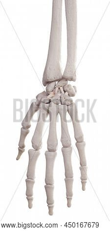3d rendered medically accurate illustration of the dorsal intercarpal ligaments