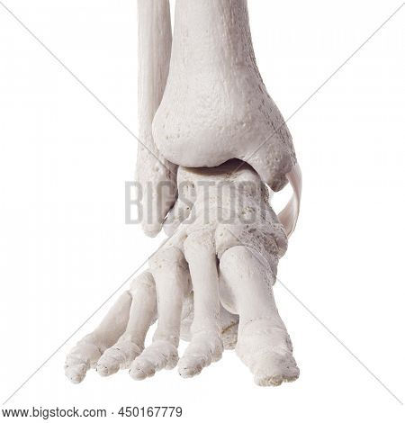 3d rendered medically accurate illustration of the flexor retinaculum