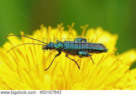 Closeup Of The Iridescent Metallic Green Colored False Oil Or Thick-legged Flower Beetle, Oedemera N