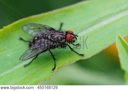 Closeup Of A Large Flesh-fly With Red Eyes, Sarcophaga , On A Green Leaf