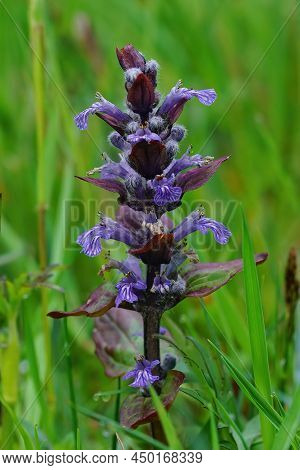 Closeup On The Blue Flower Of Carpet Bugleweed, Ajuga Reptans Growing Within A Meadow Grassland