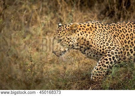 Closeup Of Indian Wild Male Leopard Or Panther In Rush Or Running During Outdoor Wildlife Jungle Saf
