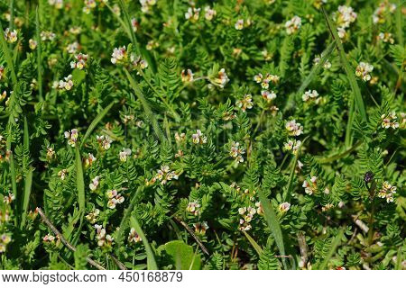 Closeup On The Ground Covering Creeping Plant A Common Birdsfoot, Ornithopus Perpusillus With It's T