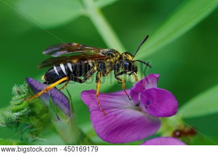 Closeup On A Sawfly Species , Tenthredo Koehleri On A Purple Flower In A Meadow