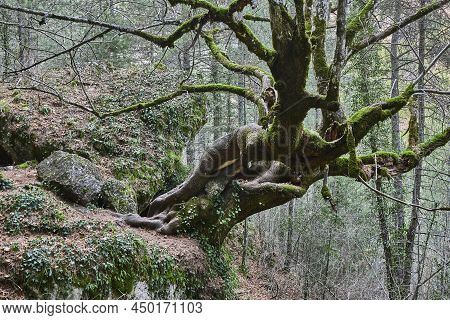 Lime Tree Trunk In A Forest. Hoz Del Beteta. Cuenca, Spain