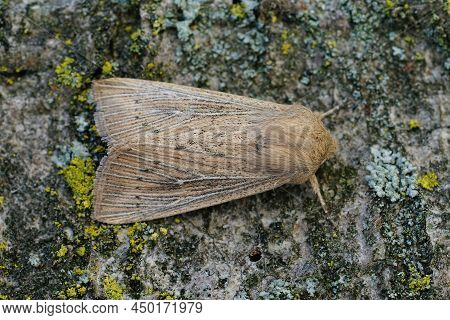 Detailed Dorsal Closeup Of The Obscure Wainscot Moth, Leucania Obsoleta, On A Piece Of Wood
