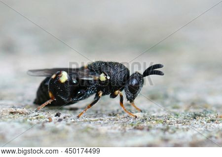 Closeup Of A Rather Rare And Dark Black Chalcid Wasp, Brachymeria Obtusata On A Piece Of Wood