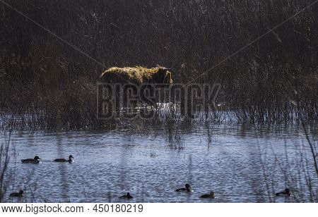 Large Scottish Highlander Walks Through The Water In The Nature Reserve Tiengemeten, An Island In Th