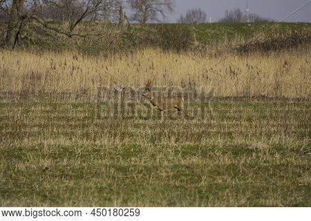 A Young Deer Walking Away In The Tiengemeten Nature Reserve, An Island In The Haringvliet In The Net