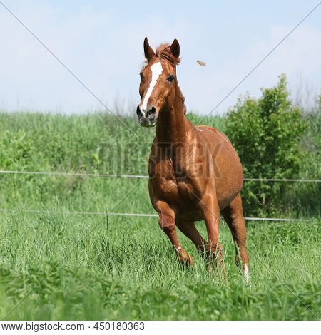 Budyonny Horse Running In Spring