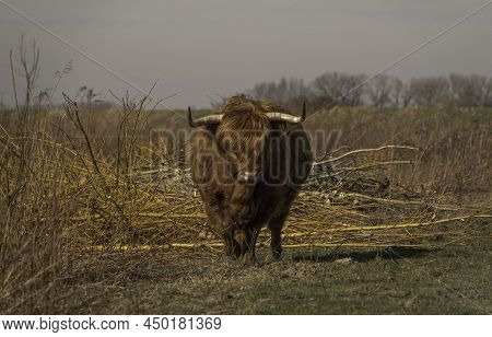 Large Scottish Highlander Walking Towards The Camera In The Nature Reserve Tiengemeten, An Island In