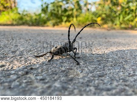 Morimus Asper. Close Up Ivory Colored Longhorn Beetle.