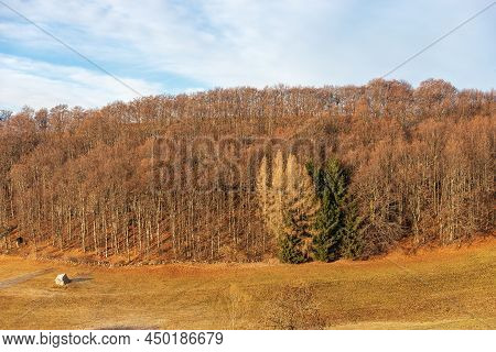 Beech Forest With Bare Trees In Winter And Green And Orange Pasture On Lessinia High Plateau Regiona