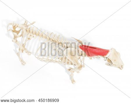 3d rendered anatomy illustration of the cows muscles - the splenius