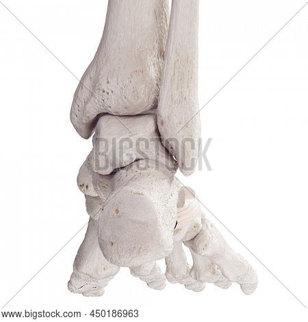 3d rendered medically accurate illustration of the inferior peroeal retinaculum
