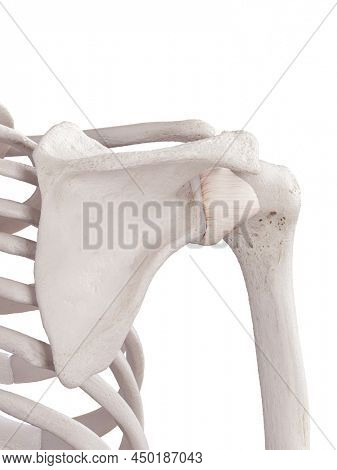 3d rendered medically accurate illustration of the shoulders capsular ligament