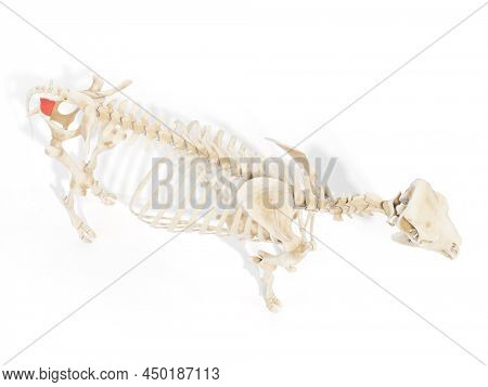 3d rendered anatomy illustration of the cows muscles - the coccygeus