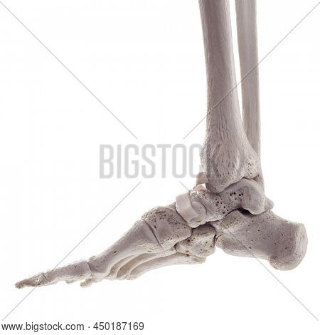 3d rendered medically accurate illustration of the inferior extensor retinaculum