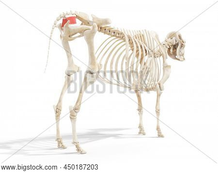 3d rendered anatomy illustration of the cows muscles - the coccygeus