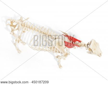 3d rendered anatomy illustration of the cows muscles - the serratus ventralis