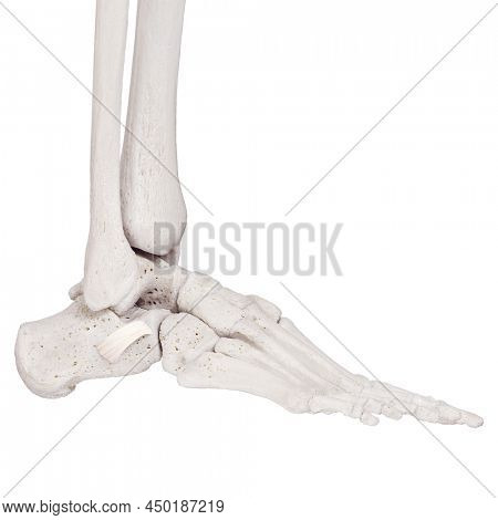 3d rendered medically accurate illustration of the inferior peroeal retinaculum