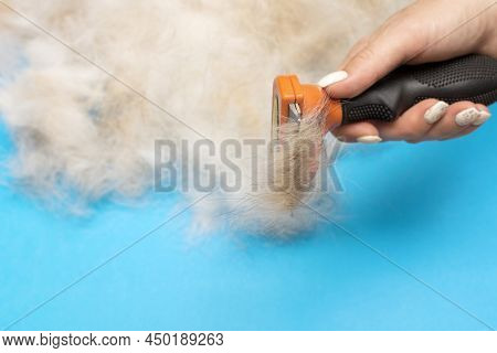 Furminator For Grooming Animals In Human Hand. Dog Hair On A Blue Background