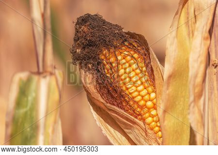 Close Up Of Corn Ear In Maize Crops Field, Selective Focus