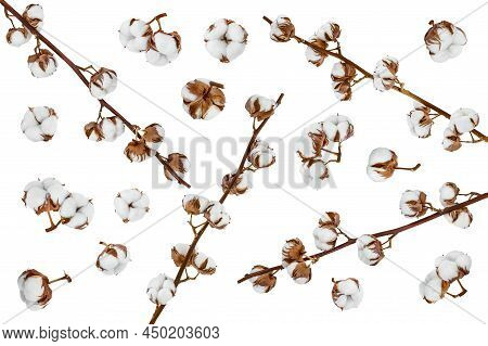 Cotton Plant Flower Isolated On White Background With Full Depth Of Field, Setor Collection