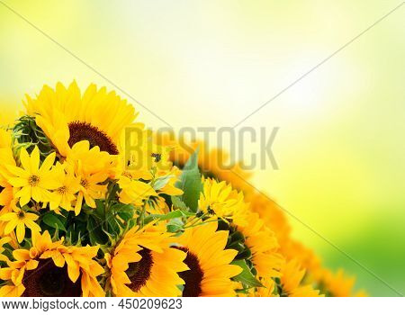 Sunflowers Fresh Flowers Bouquet Close Up Isoltaed On White Background