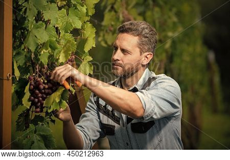 Enologist With Garden Scissors. Farmer Cut Grapevine. Vinedresser Cutting Grapes Bunch