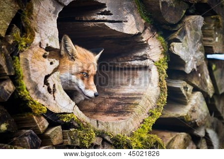 Red Fox (Vulpes vulpes)