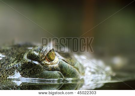 Aligator oči