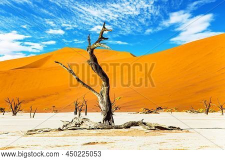 The Namib-Naukluft Park. Picturesque dried fossilized remains of trees at the bottom of the dried-up Lake Sossusflei. Namibia. Sossusflei is a clay plateau in the Namib Desert. 