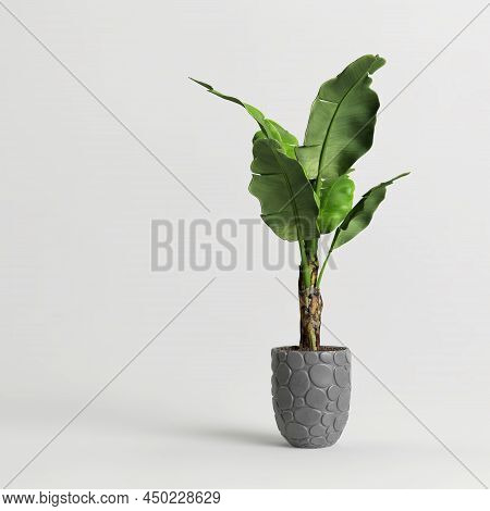 Banana Tree In Concrete Pot Isolated On Gray Background 3d Illustration
