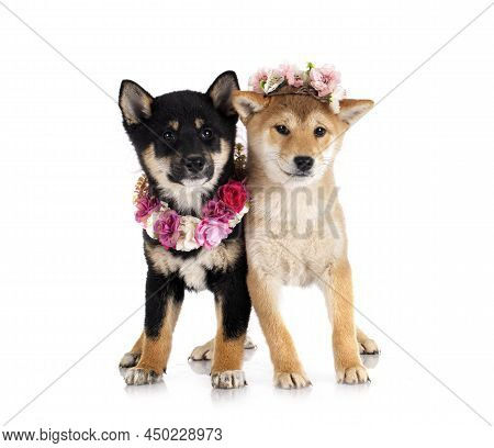 Shiba Inus In Front Of White Background