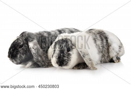 Young Lop Rabbit Rhoen  In Front Of White Background