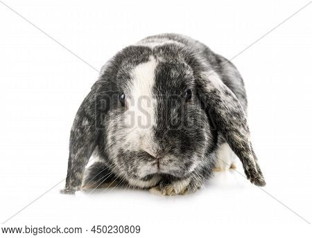 Young Lop Rabbit Rhoen  In Front Of White Background