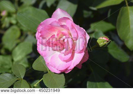 Rose Royal Minueto Flower In The Garden