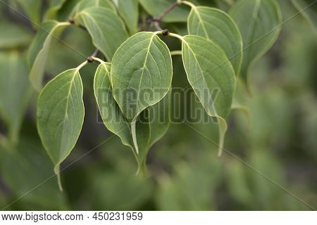 Dogwood Eddies White Wonder Branch With Leaves