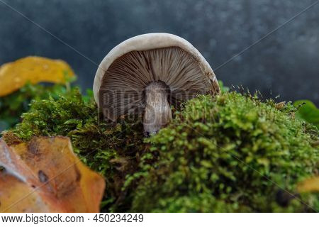 Selective Soft Focus, Film Effect And Noise Large White Mushroom Close-up Hat In Forest With Yellow 
